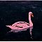 Pink Swan No. 1