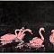 Pink Swans - Gang Bang